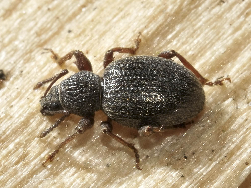Otiorhynchus ovatus?